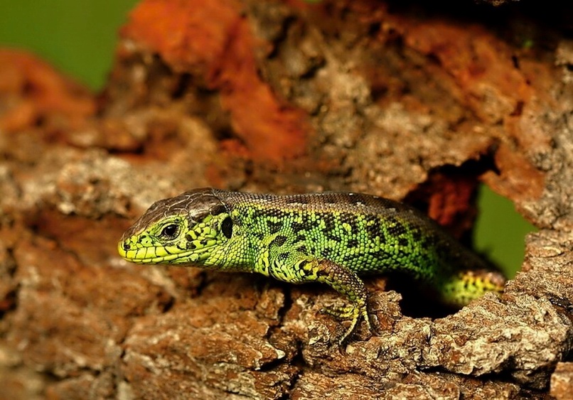 Lacerta agilis - 15