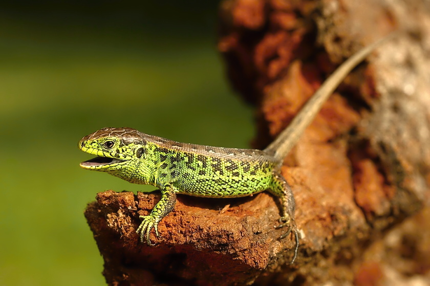 Lacerta agilis - 16