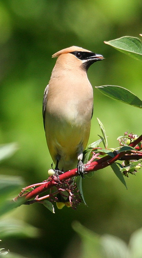 Bohemian Waxwing