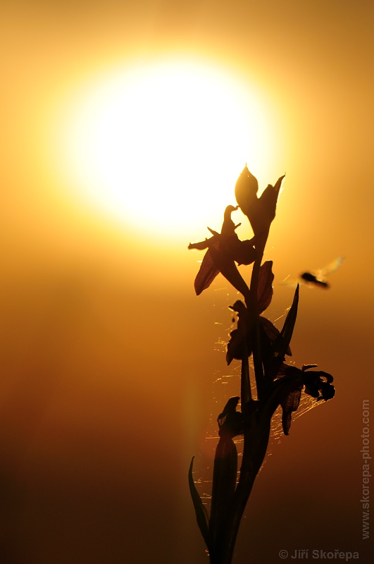 Orchidej při západu slunce (Ophrys apifera, tořič včelonosný)