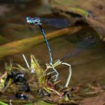 Šidélko páskované