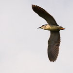 Chavkoš nočný (Nycticorax nycticorax)