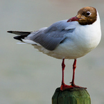 Čajka smejivá (Larus ridibundus)