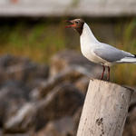 Čajka smejivá (Larus ridibundus)