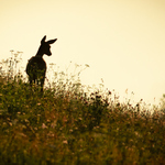 Srna lesná (Capreolus capreolus)