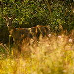 Srna lesná (Capreolus capreolus)