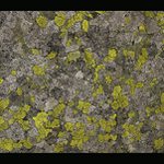 Lišejníková mozaika