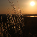 Podvečerní kráska