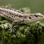 Lacerta agilis -  samička