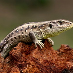 Lacerta agilis -  samička II