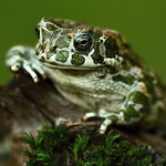Bufo viridis - 1