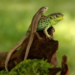 Lacerta agilis - 7