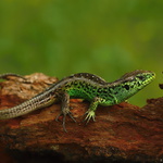 Lacerta agilis - 8