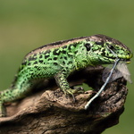 Lacerta agilis - 9