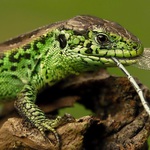 Lacerta agilis - 10