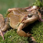 Rana temporaria - 01