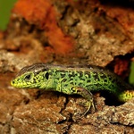 Lacerta agilis - 15