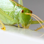 Luční návštěvník