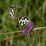 ...kdo jako druhý přilétá...