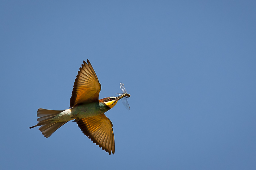 Včelárik zlatý (Merops apiaster)
