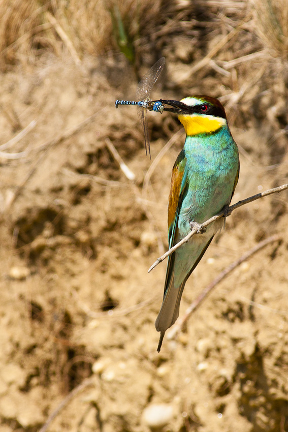 Včelárik zlatý (Merops apiaster)