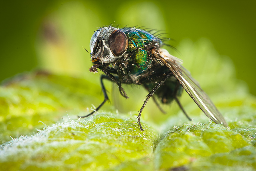 Bzučivka zelená (Lucilia sericata)