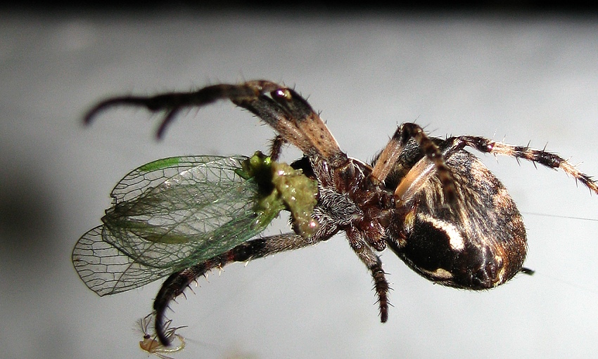 Dobrou chuť pane pavouk