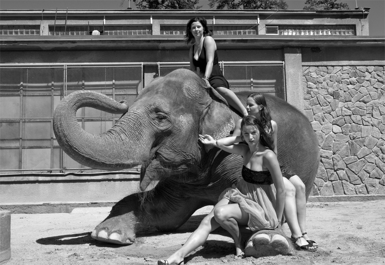 v ZOO