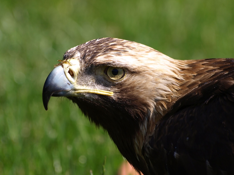 Aquila Bojnice