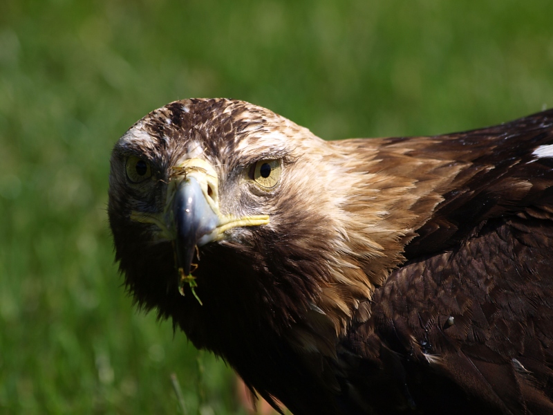 Aquila Bojnice