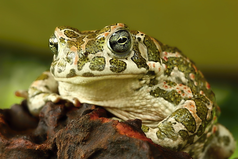Bufo viridis - 5