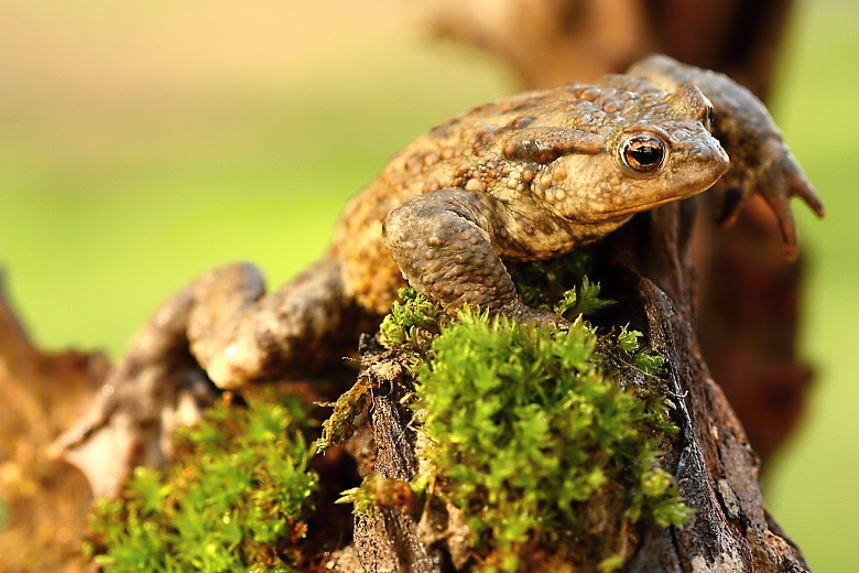 Bufo bufo - 02