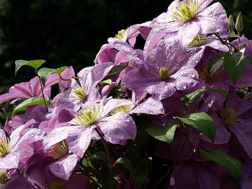 Mauve