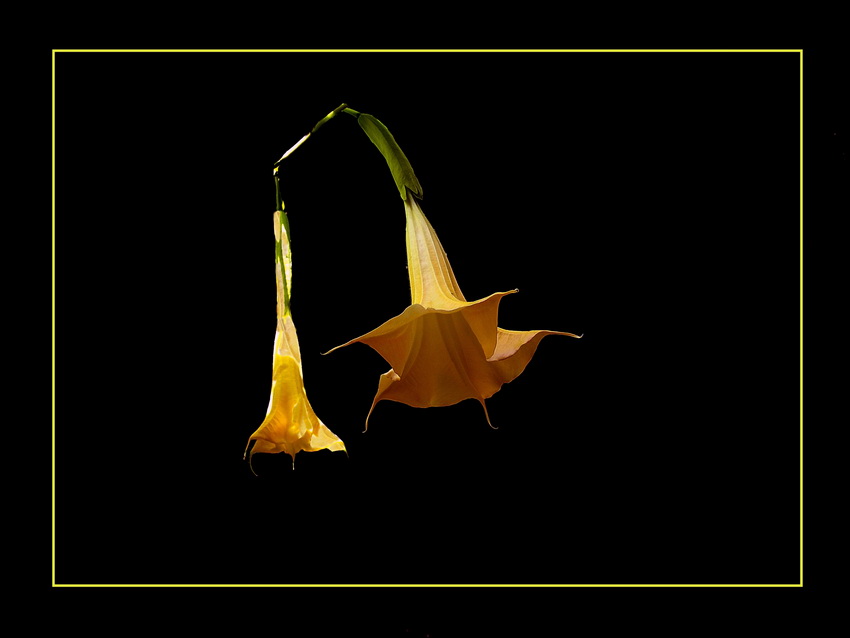 Yellow bells