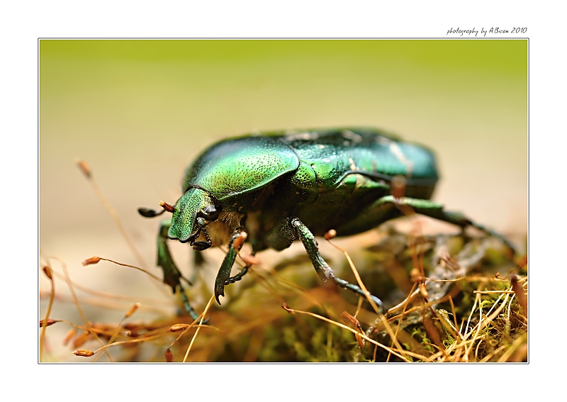 ... Zlatohlávek zlatý (Cetonia aurata) ...