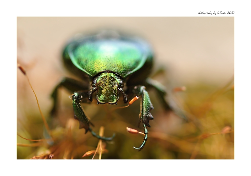 ... Zlatohlávek zlatý (Cetonia aurata) - portrét ...