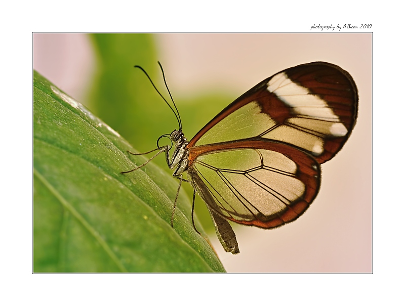 ... Nero Glasswing (Greta nero) ...