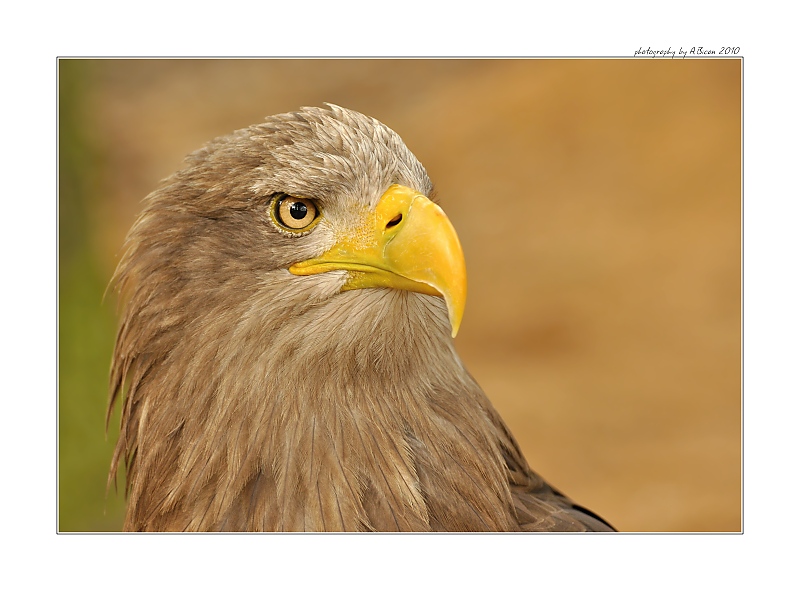 ... Pohled dravce ...