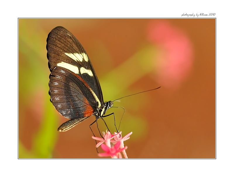 ... Cyndo Longwing (Heliconius cyndo chioneus) ...