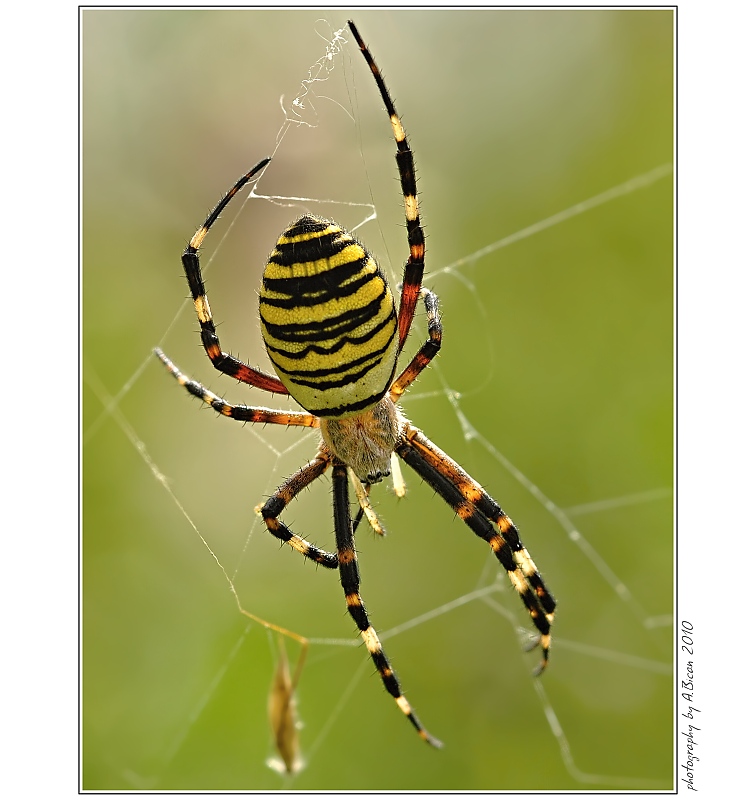 ... Křižák pruhovaný - Argiope bruennichi  ...