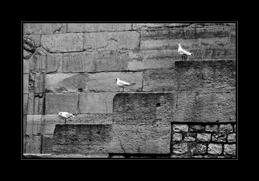 Paris birds hierarchy