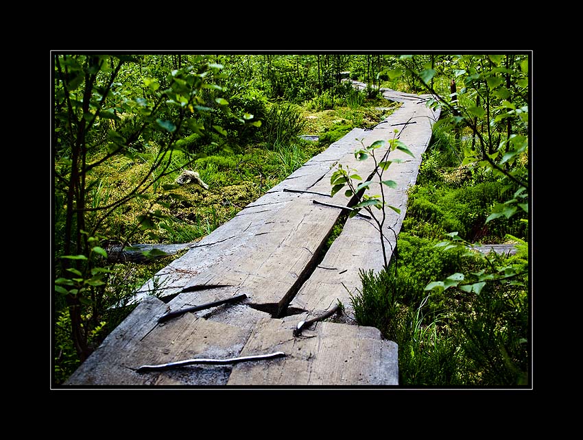 crossing over the swamp