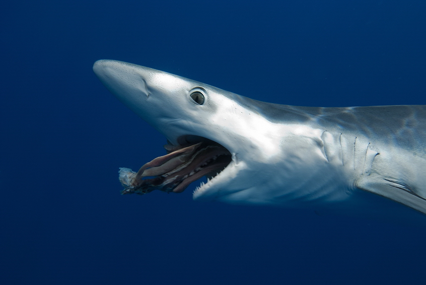 Blue shark