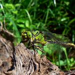 Klínatka Rohatá číhá