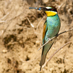 Včelárik zlatý (Merops apiaster)