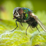 Bzučivka zelená (Lucilia sericata)