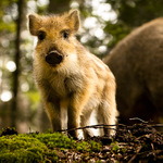 Diviak lesný (Sus scrofa)