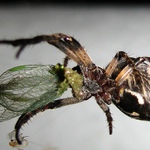 Dobrou chuť pane pavouk