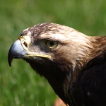 Aquila Bojnice