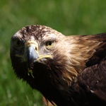 Aquila Bojnice
